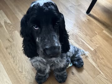 Cocker spaniel · Kristianstad · Jeanette N.