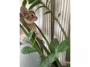 Abyssiner katt · Stockholm · SE*Lilla Skuggans