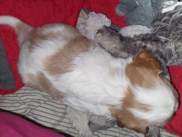 Cavalier king charles spaniel · Skinnskatteberg · Helene L.