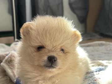 Pomeranian · Västerås · Therese L.