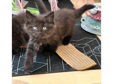 Sibirisk katt · Stockholm · Petit Pavot