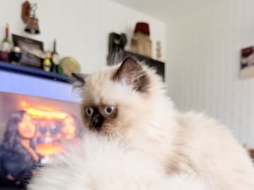 Ragdoll · Varberg · Abdulelah A.