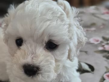 Bichon frisé · Malmö · White vision's kennel
