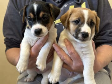 Limelight Kennels