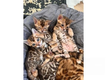 Bengal · Ekerö · SE*ExoticJungleCats