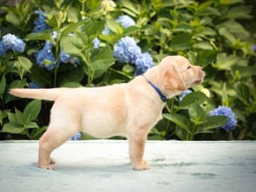 Labrador retriever · Svärtinge · Blankgölens kennel