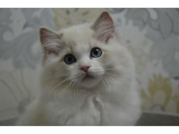 Ragdoll · Växjö · S*Gunbertus