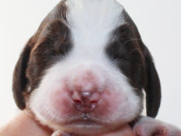 Engelsk springer spaniel · Uppsala · Quality Design