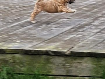 Tibetan Terrier · Halden · Lena Mari Fjeld