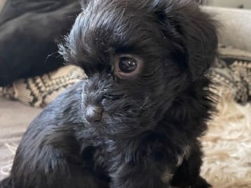 Yorkiepoo valpar toypudel yorkshireterrier · Näsviken · Lustbacka
