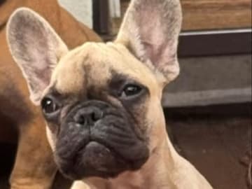 Fransk bulldogg · Stenungsund · Ombra Nera