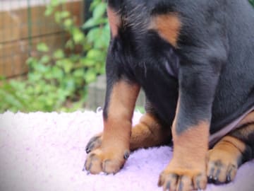 Dobermann · Skippinge · Iztaris