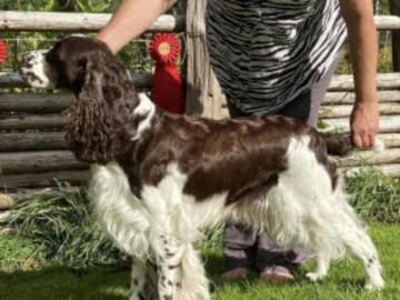 Engelsk springer spaniel · Mellerud · Ripplings