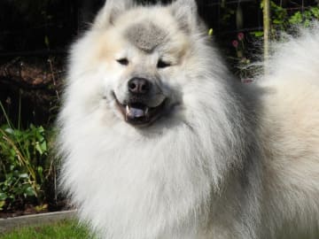 Eurasier · Lysekil · Essmania's