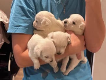 West highland white terrier · Sandefjord · Bruadar an duine gheal