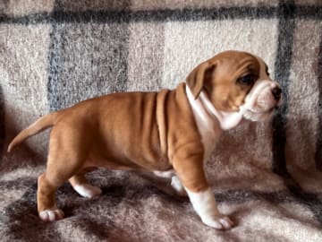 American Staffordshire Terrier · Köping · Hannah Östensson Lindqvist