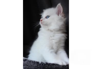 Ragdoll · Tärnsjö · SE*Rörödalens
