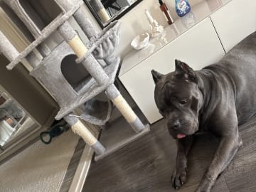 Cane corso · Saltsjö-boo · Jenny E.