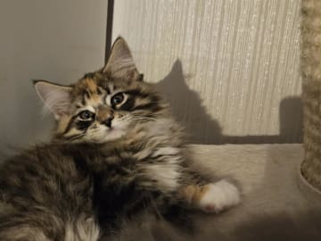 Biscaya BigPawz