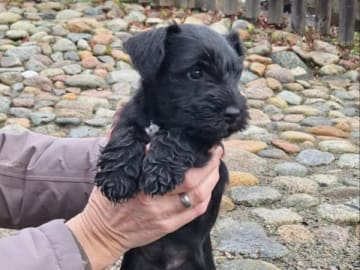 Dvärgschnauzer