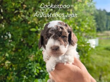 Cockerpoo · Nol · Anfastebo hunduppfödning