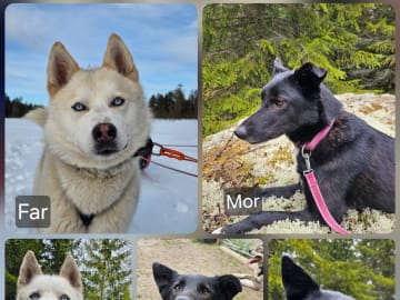 Siberian Husky/Alaska Husky · Kolbu · Bjerkehagen Husky