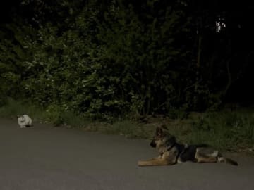 Schæferhund · Vittinge · Estridh S.
