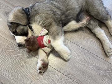Central Asian Shepherd Dog · Mölndal · Noa A.