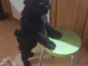 Tibetansk terrier · Hörby · Khambas