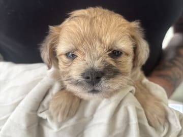 Maltipoo · Sölvesborg · Har inget