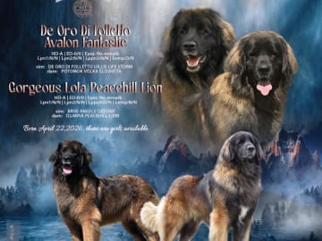 Leonberger · östra ryd · Skullsam