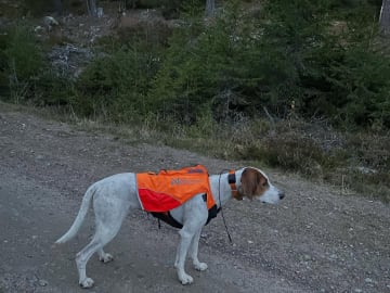 Halden Hound (Haldenstøver) · Tangen · Lykkelosberget