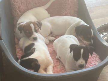 Jack russell terrier · Torshälla · Lovelight Kennel