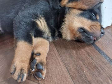 Rottweiler · Ursviken · Utkikens kennel