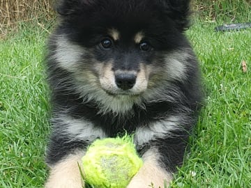 Finsk lapphund · Karlstad · Strix's