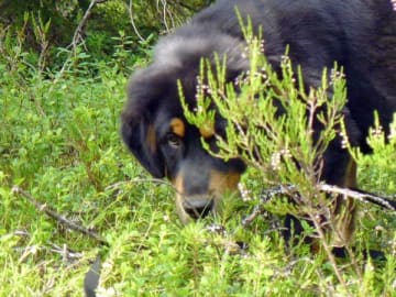 Tibetansk mastiff · Piteå · Gangs'ri Khyi