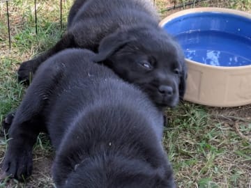 Labrador retriever · Tidaholm · Runnekullen's kennel