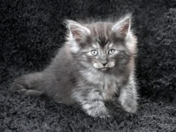 Norsk skogkatt · Lidingö · SE*Avivaz