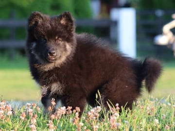 Finsk lapphund · åtvidaberg · Domras