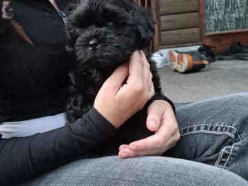 Shih poo · Sköldinge · Shihpoo