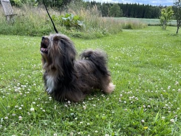 Bichon havanais · Sävsjö · Kronan på verket
