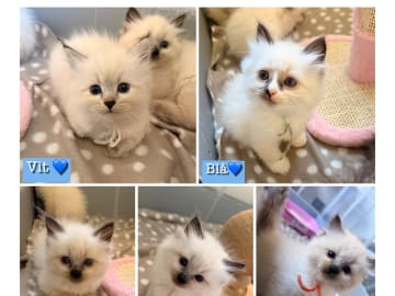 Sibirsk skogkatt · Örnsköldsvik · Anna_telins_katteri