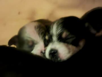 Yorkie malteser shi tzu og chih blanding · Hønefoss · Linda Regine Hauge S.