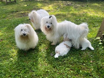 Coton de Tulear · Øvre Ervik · Nina Elisabeth Norill