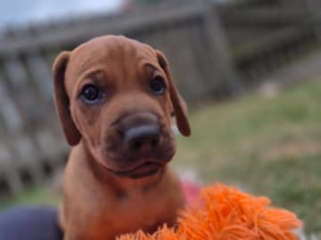 Rhodesian ridgeback · Staffanstorp · Aazambas