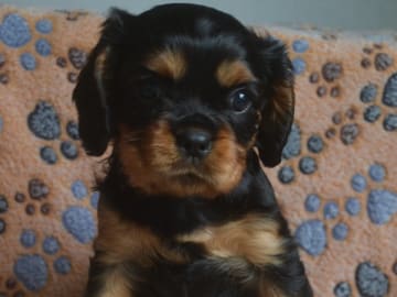 Cavalier king charles spaniel · Klippan · Cavanettans