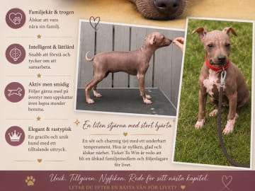 American Hairless Terrier · Mellerud · Ticket to win