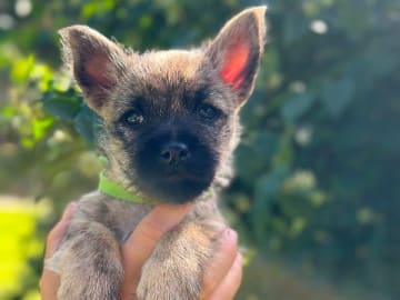 Cairnterrier · Åtvidaberg · Sara Larsson