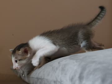 Oriental Adore Cattery