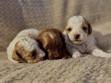 Cavapoo · Sala · Sallysshine